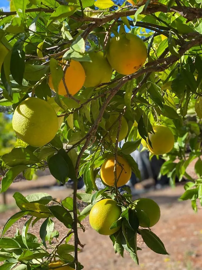 Frühstückspension Adamah Vayu -Casa Serenida Loulé